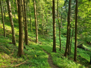 sentier